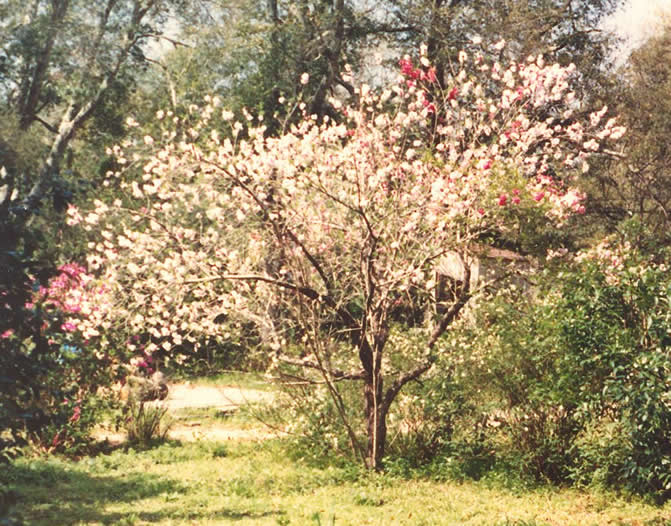Flowering Tree